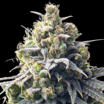 Mega Bucks Auto Cannabisblüte – gewachsen aus Automatic Hanfsamen von Yieldmonger Seeds