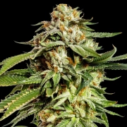 Super Scoop Cannabisblüte – gewachsen aus Feminisierte Hanfsamen von Yieldmonger Seeds