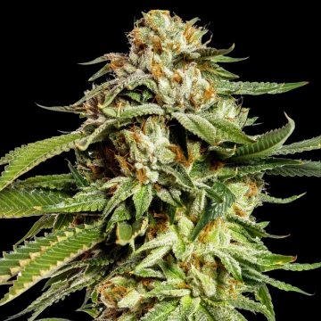 Super Scoop Cannabisblüte – gewachsen aus Feminisierte Hanfsamen von Yieldmonger Seeds