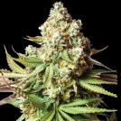 BEAR GORILLA Cannabisblüte – gewachsen aus Feminisierte Hanfsamen von Yieldmonger Seeds