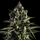 FAT CARAMEL Auto Cannabisblüte – gewachsen aus Automatic Hanfsamen von Yieldmonger Seeds