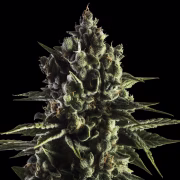 FAT CARAMEL Auto Cannabisblüte – gewachsen aus Automatic Hanfsamen von Yieldmonger Seeds