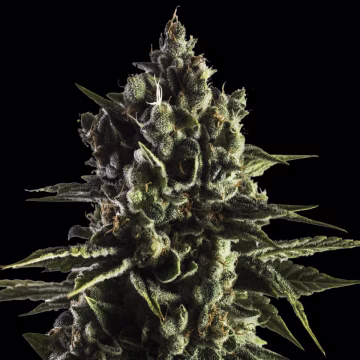 FAT CARAMEL Auto Cannabisblüte – gewachsen aus Automatic Hanfsamen von Yieldmonger Seeds