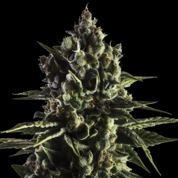 FAT CARAMEL Auto Cannabisblüte – gewachsen aus Automatic Hanfsamen von Yieldmonger Seeds