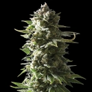 MOTHER APE SHIT Auto Cannabisblüte – gewachsen aus Automatic Hanfsamen von Yieldmonger Seeds