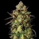 CANDIED SATSUMA Auto Cannabisblüte – gewachsen aus Automatic Hanfsamen von Yieldmonger Seeds