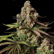 TURBO ZKITTLES Cannabisblüte – gewachsen aus Automatic Hanfsamen von Yieldmonger Seeds