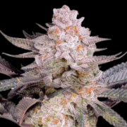 Orange Bud 2.0 Cannabis Blüte - gewachsen aus Feminisierte Hanfsamen für den Anbau