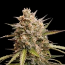 Auto Melonade Runtz Cannabisblüte – gewachsen aus Automatic Hanfsamen von Dutch Passion