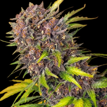 Diablo Rojo XL Auto Cannabisblüte – gewachsen aus Automatic Hanfsamen von Sweet Seeds