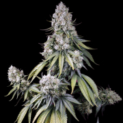 Jealousy Z XL Auto Cannabis Blüte - gewachsen aus Automatic Hanfsamen für den Anbau