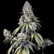 Jealousy Z XL Auto Cannabisblüte – gewachsen aus Automatic Hanfsamen von Sweet Seeds