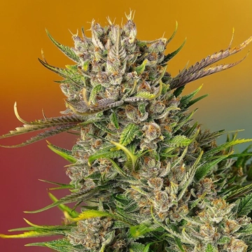 Papaya Zoap Auto Cannabisblüte – gewachsen aus Automatic Hanfsamen von Sweet Seeds