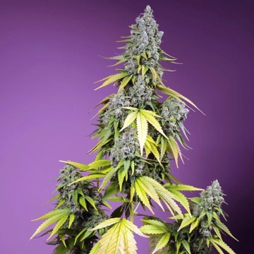 Jet Fuel Mandarine XL Auto Cannabisblüte – gewachsen aus Automatic Hanfsamen von Sweet Seeds