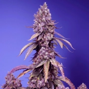 Black Muffin F1 Fast Version Cannabisblüte – gewachsen aus Feminisierte Hanfsamen von Sweet Seeds