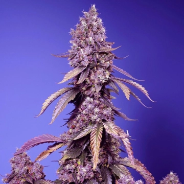 Black Muffin F1 Fast Version Cannabisblüte – gewachsen aus Feminisierte Hanfsamen von Sweet Seeds