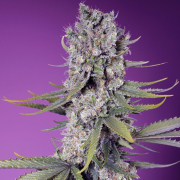 Papaya Zoap F1 Fast Version Cannabis Blüte - gewachsen aus Feminisierte Hanfsamen für den Anbau