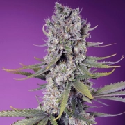 Papaya Zoap F1 Fast Version Cannabisblüte – gewachsen aus Feminisierte Hanfsamen von Sweet Seeds
