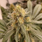 HiFi 4G Cannabisblüte – gewachsen aus Feminisierte Hanfsamen von Dutch Passion