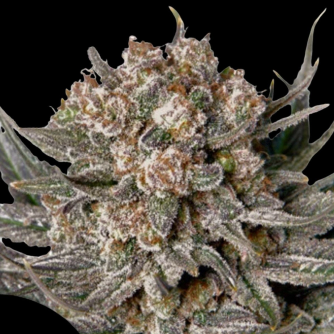 Gorilla Super Glue – Dutch Passion – Feminisiert