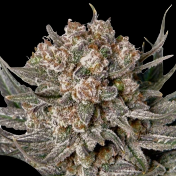 Gorilla Super Glue Cannabisblüte – gewachsen aus Feminisierte Hanfsamen von Dutch Passion