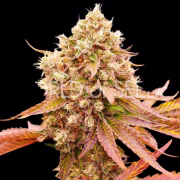 BURGER KUSH Cannabisblüte – gewachsen aus Feminisierte Hanfsamen von World of Seeds