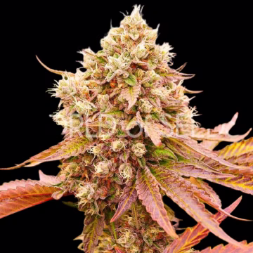 BURGER KUSH Cannabisblüte – gewachsen aus Feminisierte Hanfsamen von World of Seeds