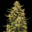 Tropical Zmoothie Auto Cannabisblüte – gewachsen aus Automatic Hanfsamen von Seed Stockers