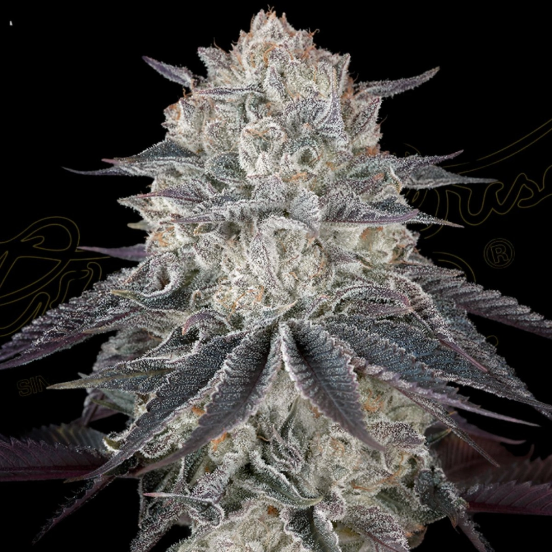 FULLGAS – Greenhouse Seed Co – Feminisiert
