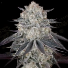FULLGAS Cannabisblüte – gewachsen aus Feminisierte Hanfsamen von Greenhouse Seed Co