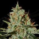ALASKAN ICE Cannabisblüte – gewachsen aus Feminisierte Hanfsamen von Greenhouse Seed Co
