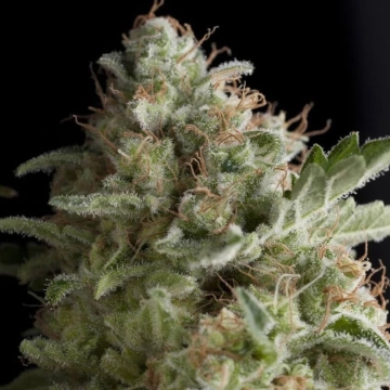 American Pie Cannabisblüte – gewachsen aus Feminisierte Hanfsamen von Pyramid Seeds