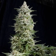Amnesia Gold Cannabisblüte – gewachsen aus Feminisierte Hanfsamen von Pyramid Seeds