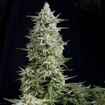 Amnesia Gold Cannabisblüte – gewachsen aus Feminisierte Hanfsamen von Pyramid Seeds