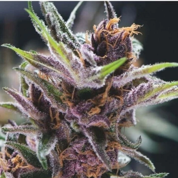 Black Cherry Punch Cannabisblüte – gewachsen aus Feminisierte Hanfsamen von Pyramid Seeds