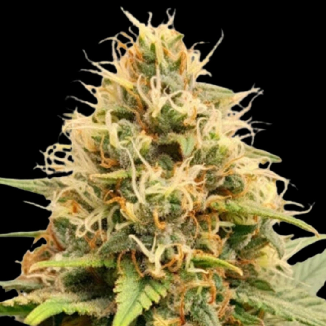 Crystal White Kush – Dutch Passion – Feminisiert