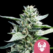 Granddaddy Purple Aka Cannabisblüte – gewachsen aus Feminisierte Hanfsamen von Royal Queen Seeds