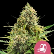 Trainwreck Cannabisblüte – gewachsen aus Feminisierte Hanfsamen von Royal Queen Seeds