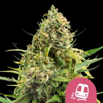 Trainwreck Cannabisblüte – gewachsen aus Feminisierte Hanfsamen von Royal Queen Seeds