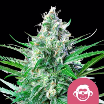 Grape Ape Cannabisblüte – gewachsen aus Feminisierte Hanfsamen von Royal Queen Seeds