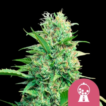 Pink Runtz Cannabisblüte – gewachsen aus Feminisierte Hanfsamen von Royal Queen Seeds