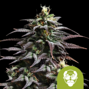 Granddaddy Purple Auto Cannabis Blüte - gewachsen aus Automatic Hanfsamen für den Anbau