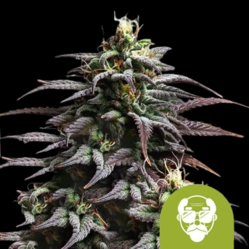 Granddaddy Purple Auto Cannabisblüte – gewachsen aus Automatic Hanfsamen von Royal Queen Seeds