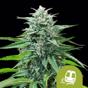 Trainwreck Auto Cannabisblüte – gewachsen aus Automatic Hanfsamen von Royal Queen Seeds