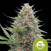 Grape Ape Auto Cannabisblüte – gewachsen aus Automatic Hanfsamen von Royal Queen Seeds