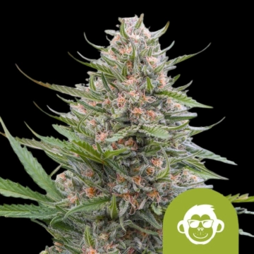 Grape Ape Auto Cannabisblüte – gewachsen aus Automatic Hanfsamen von Royal Queen Seeds