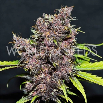 PURPLE AFGHAN KUSH RYDER Cannabisblüte – gewachsen aus Automatic Hanfsamen von World of Seeds