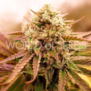 APPALACHIAN KUSH EARLY VERSION Cannabisblüte – gewachsen aus Automatic Hanfsamen von World of Seeds
