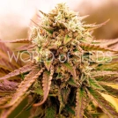 APPALACHIAN KUSH Cannabisblüte – gewachsen aus Automatic Hanfsamen von World of Seeds