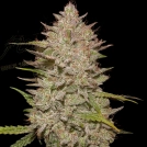 CHEMICAL CANDY AUTO Cannabisblüte – gewachsen aus Automatic Hanfsamen von Greenhouse Seed Co
